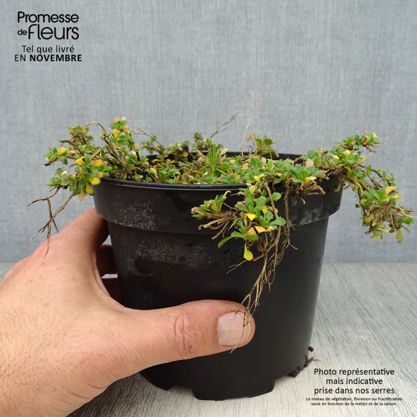 Exemplaar van Blauwkussen Cascade Red - Aubrieta cultorum Pot van 2 l/3 l zoals geleverd in de herfst