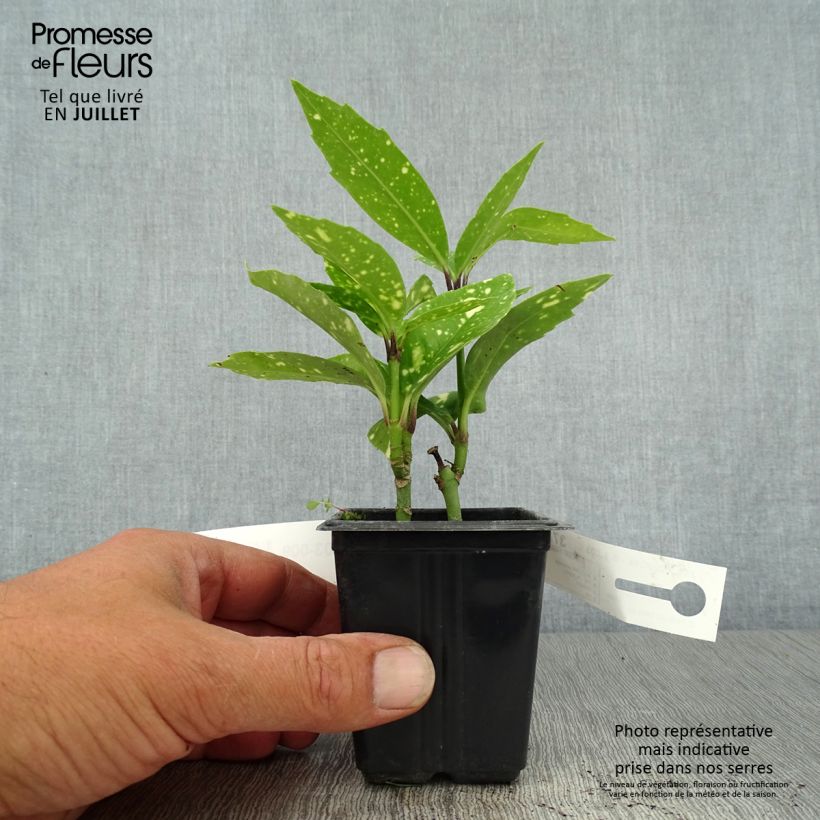 Exemplaar van Aucuba japonica Crotonifolia - Broodboom Kweekpotje van 8/9 cm zoals geleverd in de zomer