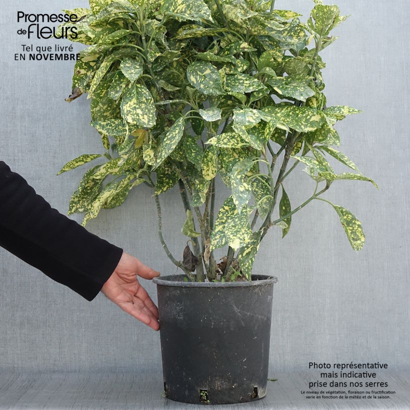 Exemplaar van Aucuba japonica Crotonifolia - Broodboom Pot van 7,5 l/10 l zoals geleverd in de herfst