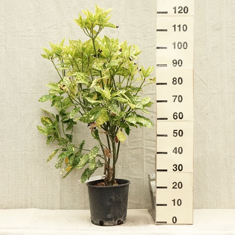 Exemplaar van Aucuba japonica Crotonifolia - Broodboom Pot van 7,5 l/10 l zoals geleverd in de zomer