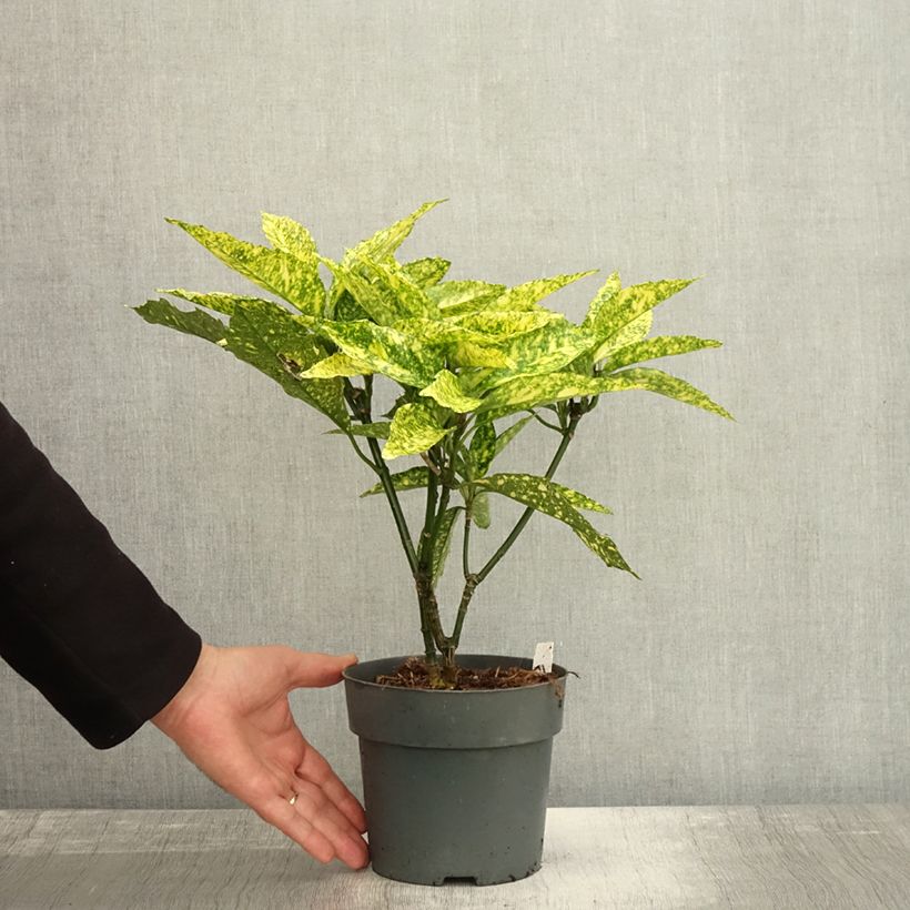 Exemplaar van Aucuba japonica Golden King - Broodboom Pot van 2 l/3 l zoals geleverd in de herfst