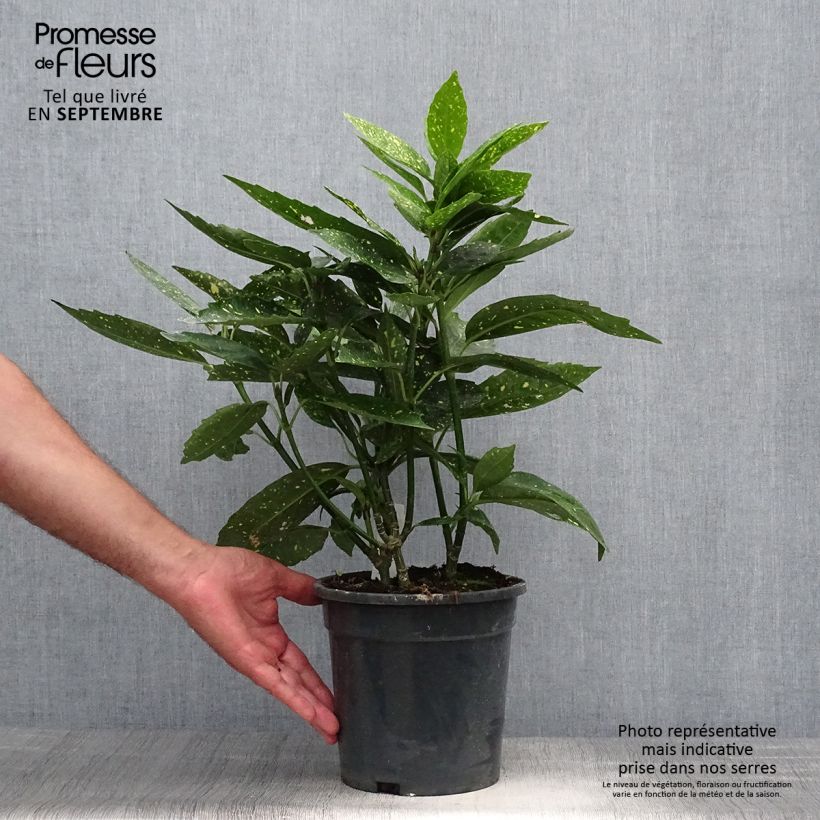 Exemplaar van Aucuba japonica - Broodboom Pot van 3 l/4 l zoals geleverd in de herfst
