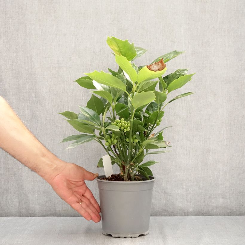 Exemplaar van Aucuba japonica Rozannie - Broodboom Pot van 2 l/3 l zoals geleverd in de zomer