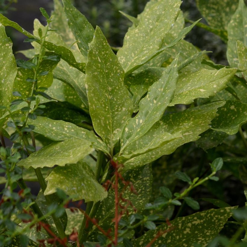 Aucuba japonica Variegata - Broodboom (Blad)