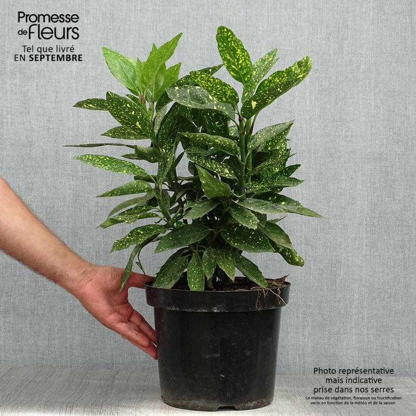 Exemplaar van Aucuba japonica Variegata - Broodboom Pot van 7,5 l/10 l zoals geleverd in de herfst