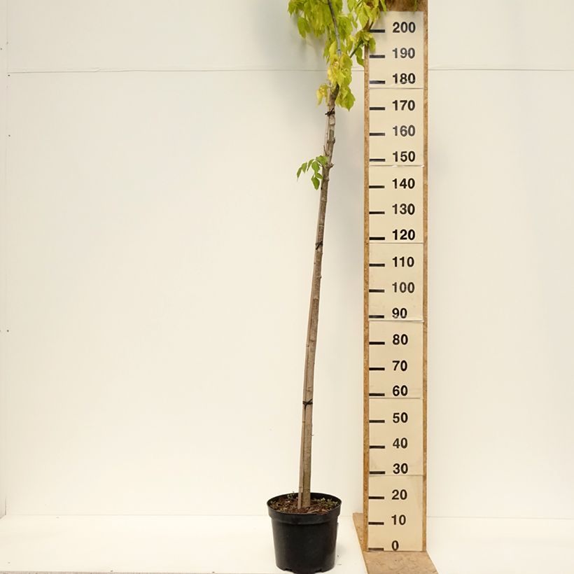 Exemplaar van Alnus incana Monstrosa - Witte els Pot van 12 l/15 l zoals geleverd in de lente