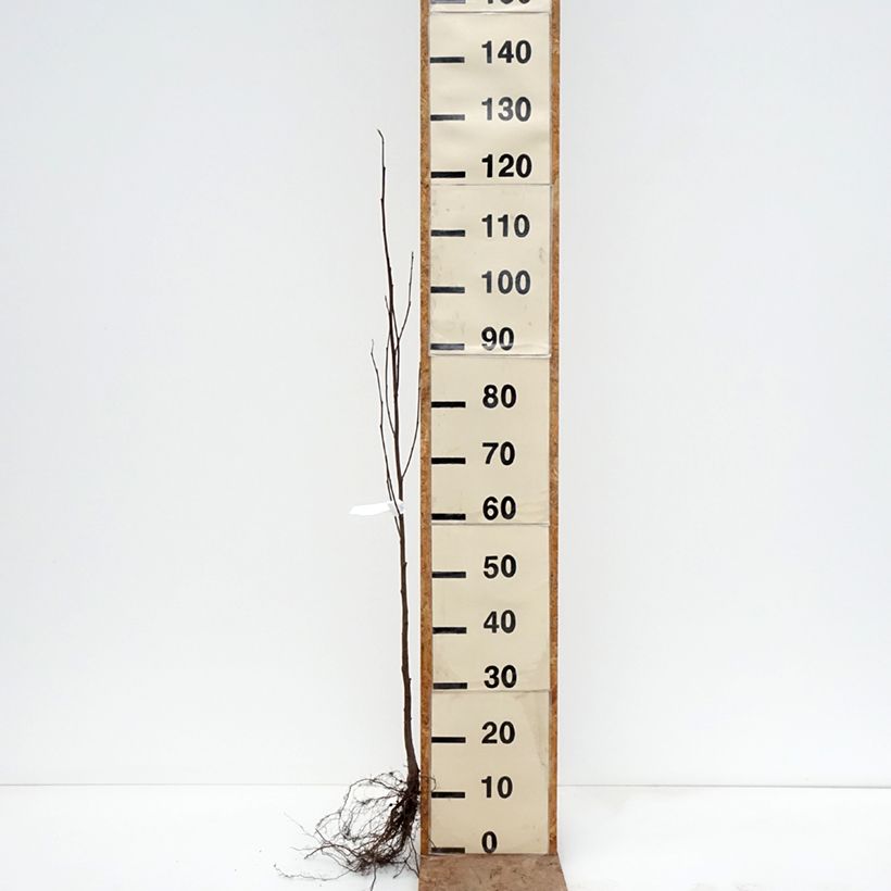 Exemplaar van Alnus incana - Witte els Naakte wortel zoals geleverd in de winter