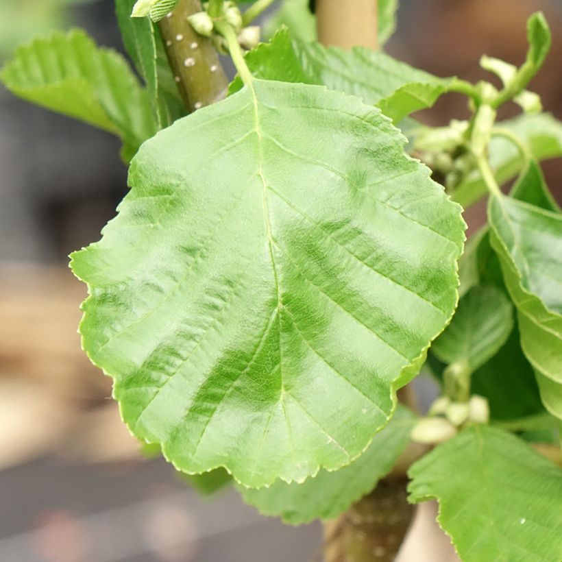 Alnus glutinosa Greenwood - Zwarte els (Blad)