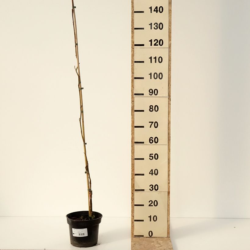 Exemplaar van Aulne glutineux - Alnus glutinosa Greenwood Pot de 4L/5L zoals geleverd in de winter