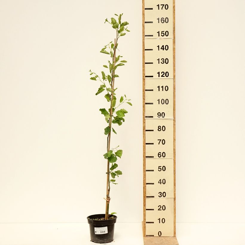 Exemplaar van Alnus glutinosa Greenwood - Zwarte els Pot van 4 l/5 l zoals geleverd in de lente