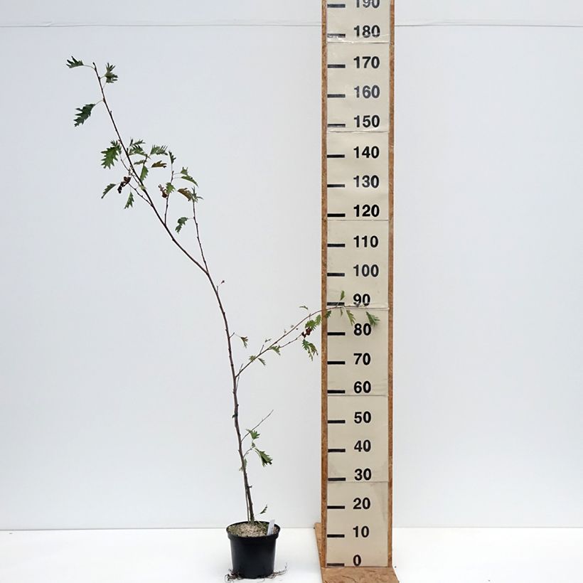 Exemplaar van Alnus glutinosa Laciniata Pot van 3 l/4 l zoals geleverd in de herfst