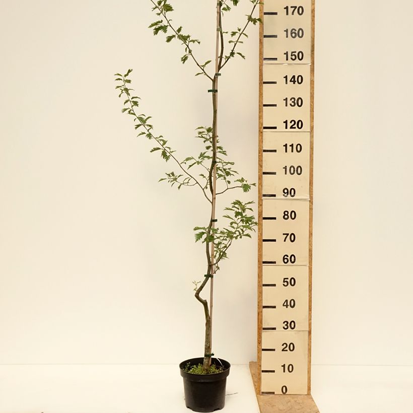 Example of Alnus glutinosa Laciniata Pot van 3 l/4 l as you get in printemps