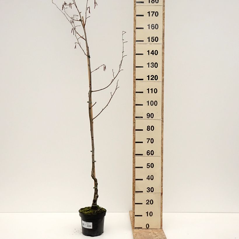 Exemplaar van Alnus glutinosa Luszyn - Zwarte els Pot van 12 l/15 l zoals geleverd in de winter