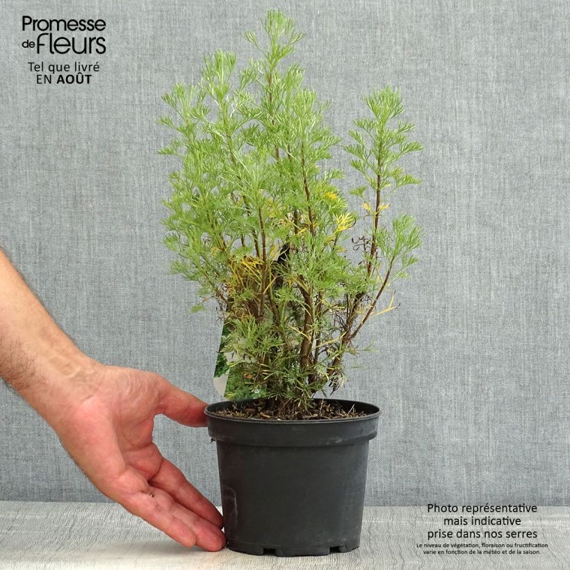 Exemplaar van Artemisia abrotanum - Citroenkruid Pot van 1,5 l/2 l zoals geleverd in de zomer