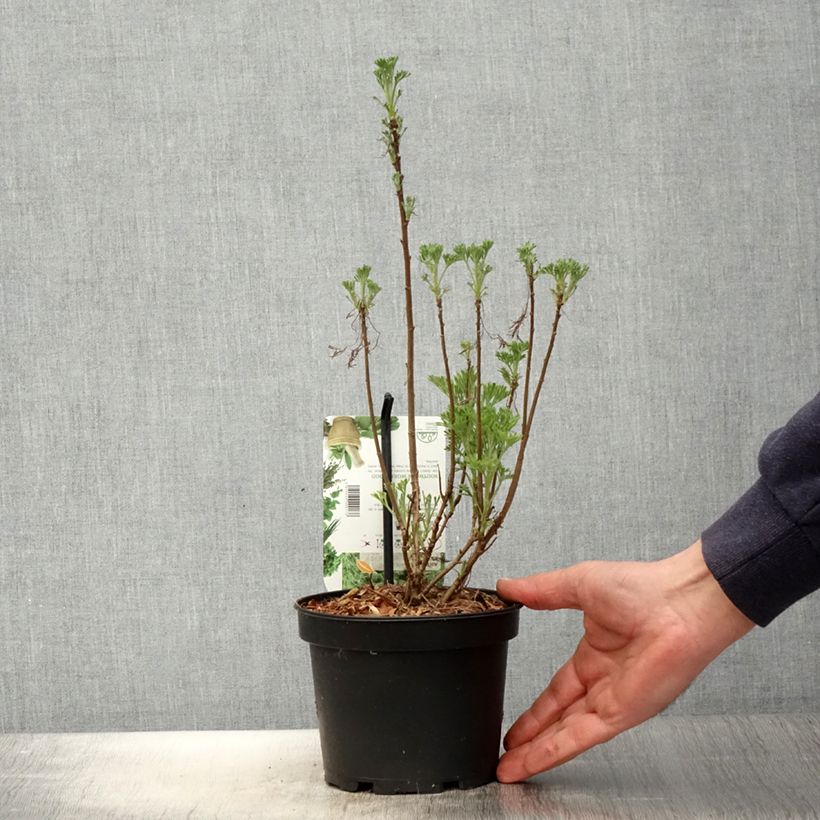 Exemplaar van Artemisia abrotanum - Citroenkruid Pot van 1,5 l/2 l zoals geleverd in de lente