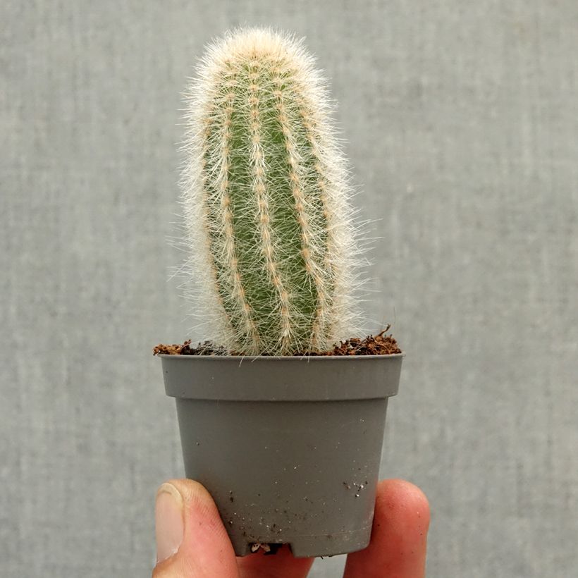 Exemplaar van Austrocephalocereus dybowskii - Cactus-cierge laineux Mini-kamerplanten zoals geleverd in de lente