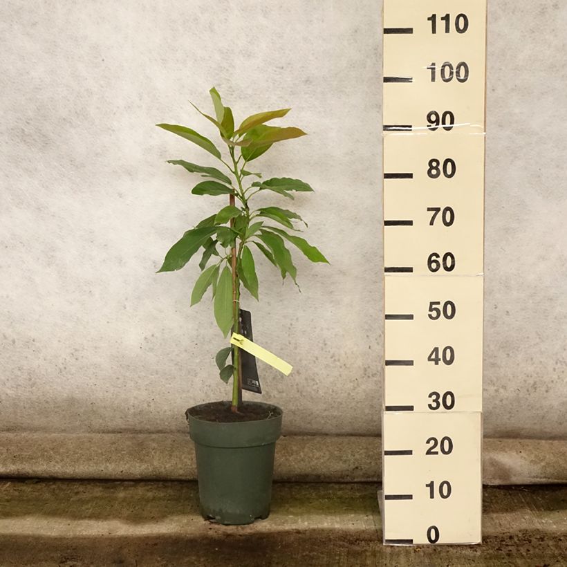 Exemplaar van Avocadoboom - Persea americana Pot van 6 l/7 l zoals geleverd in de zomer