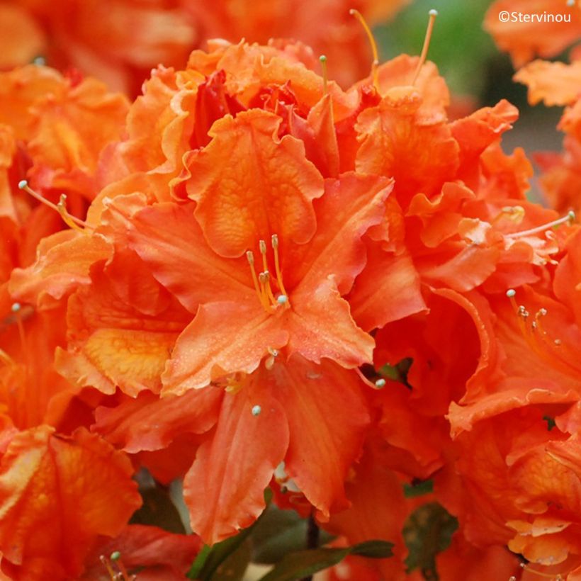 Azalée de Chine Orangeade - Azalea mollis (Bloei)