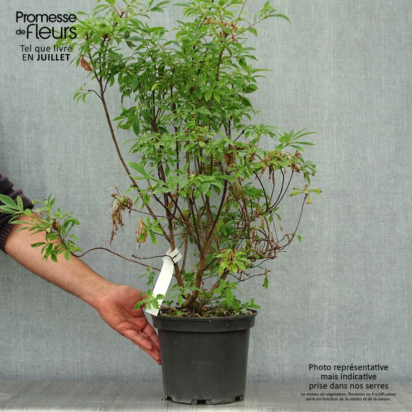 Exemplaar van Rhododendron canescens - Azalea Pot van 4 l/5 l zoals geleverd in de zomer