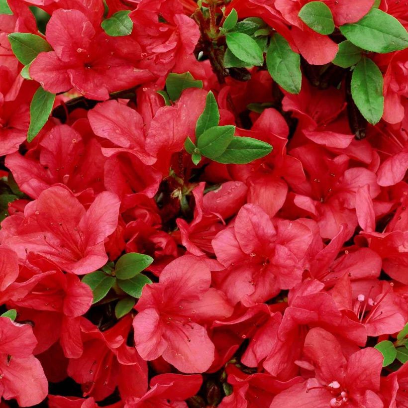 Rhododendron japonica Manuska - Japanse azalea (Bloei)