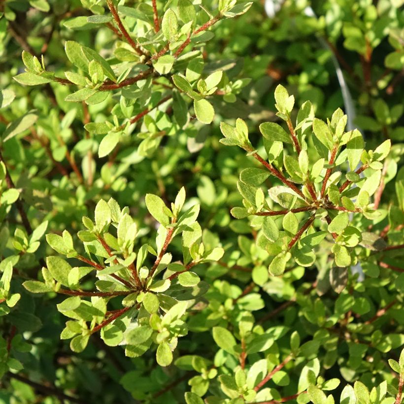 Rhododendron serpyllifolium - Wilde Tijm Azalea (Blad)