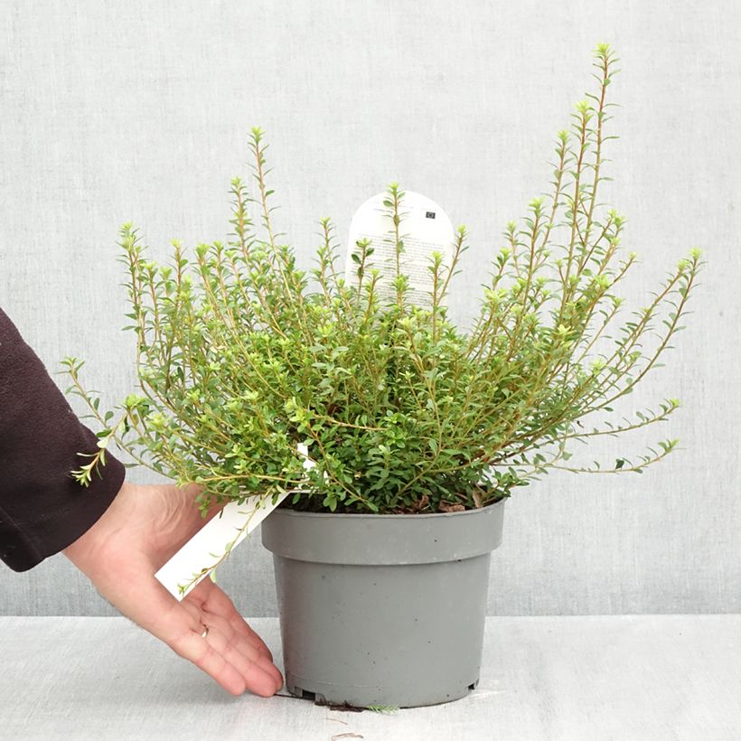 Exemplaar van Rhododendron serpyllifolium - Wilde Tijm Azalea Pot van 3 l/4 l zoals geleverd in de herfst