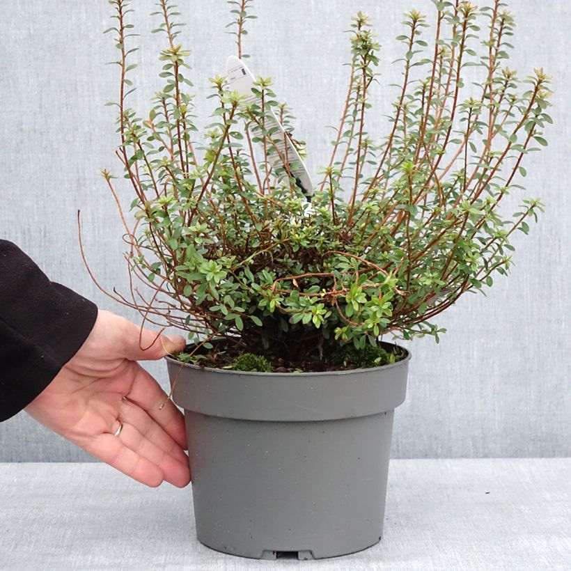 Exemplaar van Azalea serpyllifolium - Rhododendron Pot de 3L/4L zoals geleverd in de winter