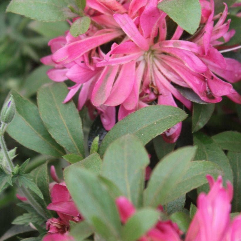 Rhododendron Pink Star - Japanse azalea (Blad)