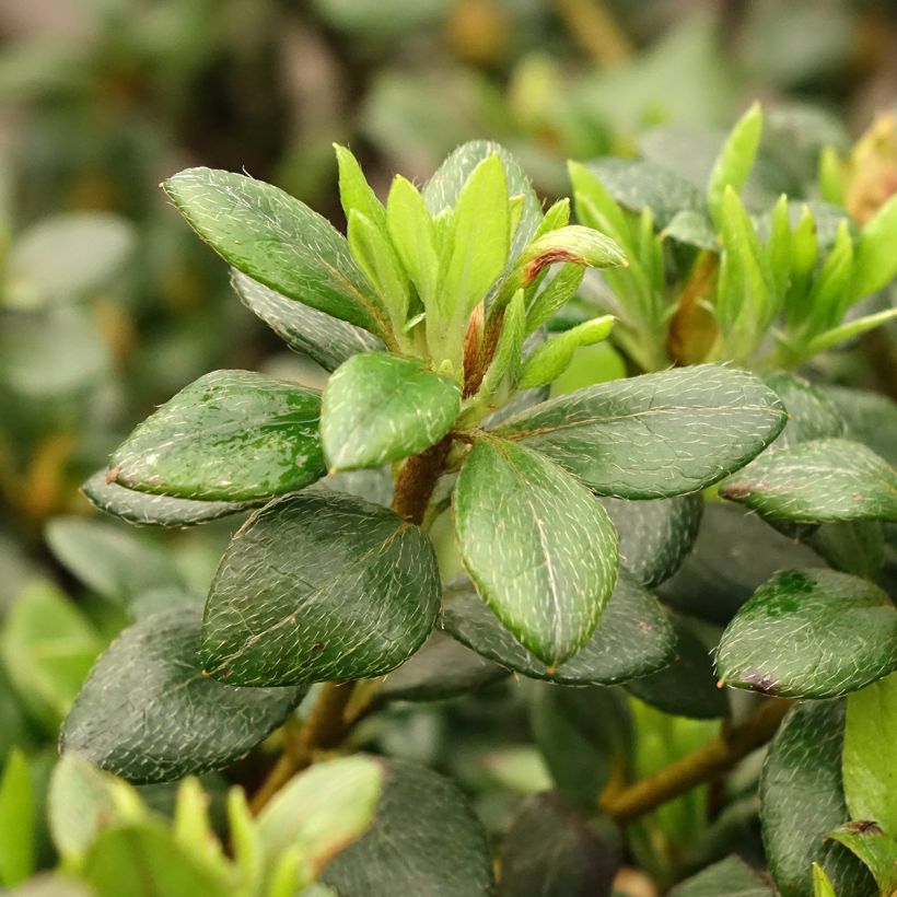 Azalée d'Inde Clotilde - Rhododendron hybride (Blad)