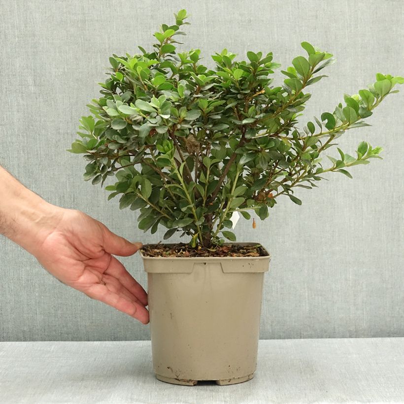 Exemplaar van Azalée d'Inde Clotilde - Rhododendron hybride Pot de 3L/4L zoals geleverd in de zomer