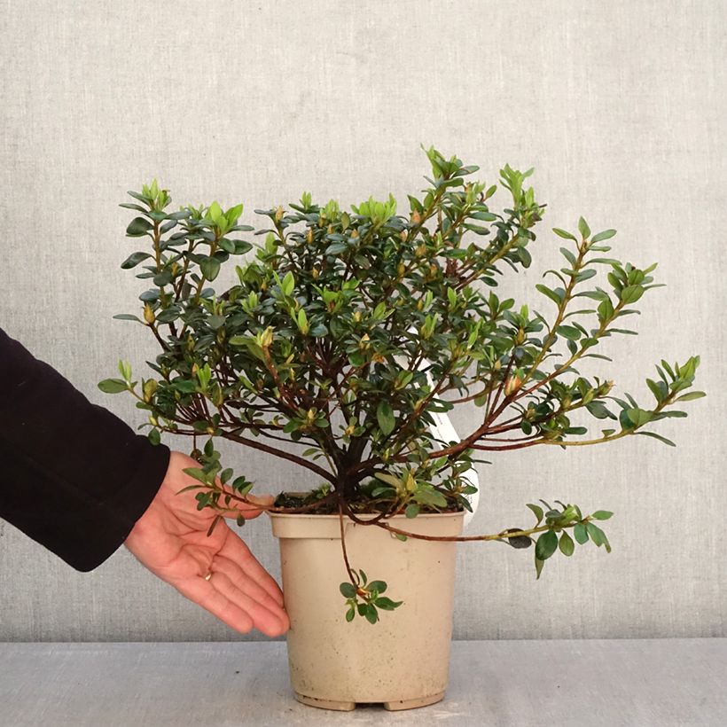 Exemplaar van Azalée d'Inde Clotilde - Rhododendron hybride Pot van 3 l/4 l zoals geleverd in de lente
