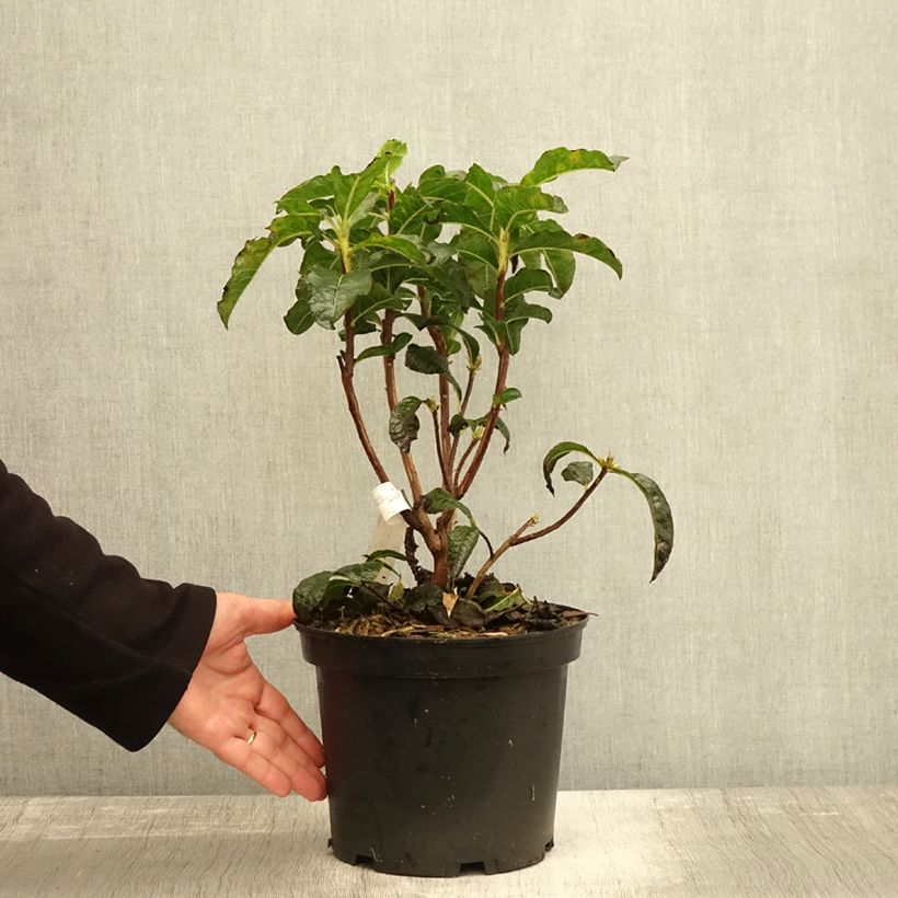 Exemplaar van Rhododendron knaphill Arneson Gem - Knaphill-azalea Pot van 4 l/5 l zoals geleverd in de herfst