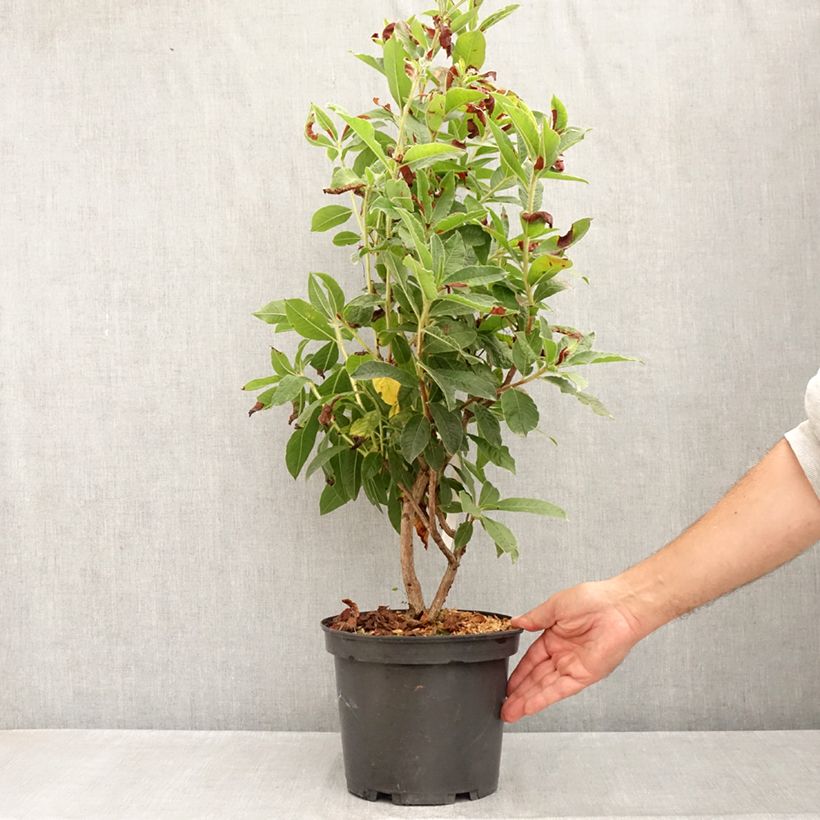 Exemplaar van Rhododendron knaphill Arneson Gem - Knaphill-azalea Pot van 4 l/5 l zoals geleverd in de zomer