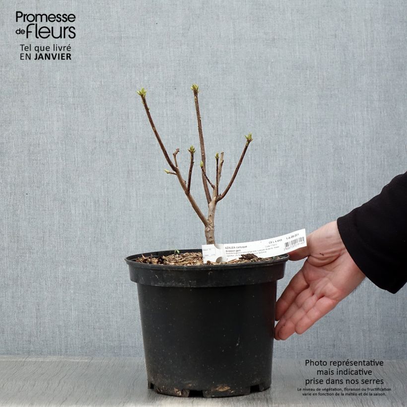 Exemplaar van Azalée de Chine Arneson Gem  Pot de 4L/5L zoals geleverd in de winter