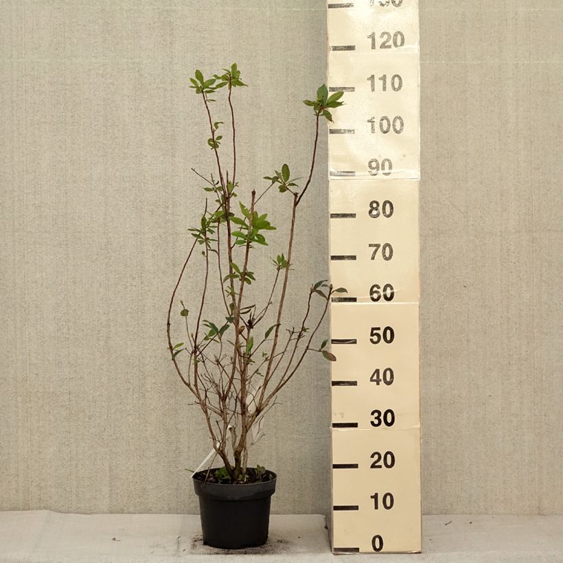 Exemplaar van Rhododendron viscosum Karminduft - Azalea mollis Pot van 4 l/5 l zoals geleverd in de herfst