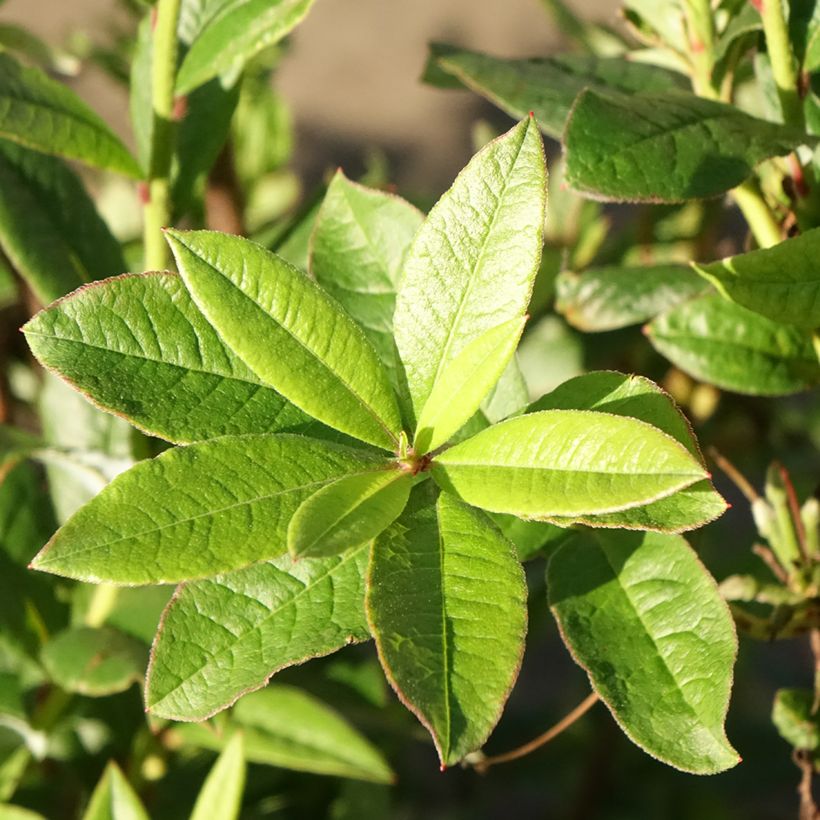 Rhododendron viscosum Karminduft - Azalea mollis (Blad)