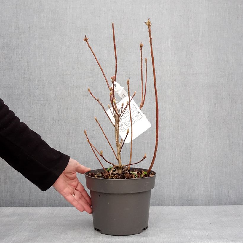 Exemplaar van Rhododendron viscosum Rosata - Azalea mollis Pot van 4 l/5 l zoals geleverd in de winter