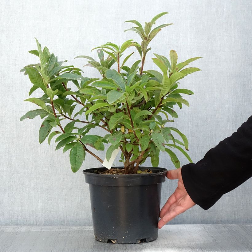 Exemplaar van Azalée de Chine Berry Rose - Rhododendron hybride Pot de 4L/5L zoals geleverd in de herfst