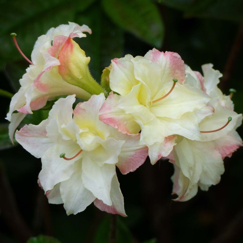 Rhododendron Cannon's Double - Azalea mollis (Bloei)