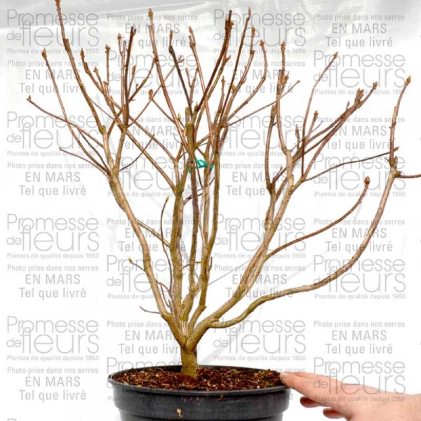 Voorbeeld van een exemplaar van Rhododendron Cannon's Double - Azalea mollis Pot van 2 l/3 l zoals geleverd