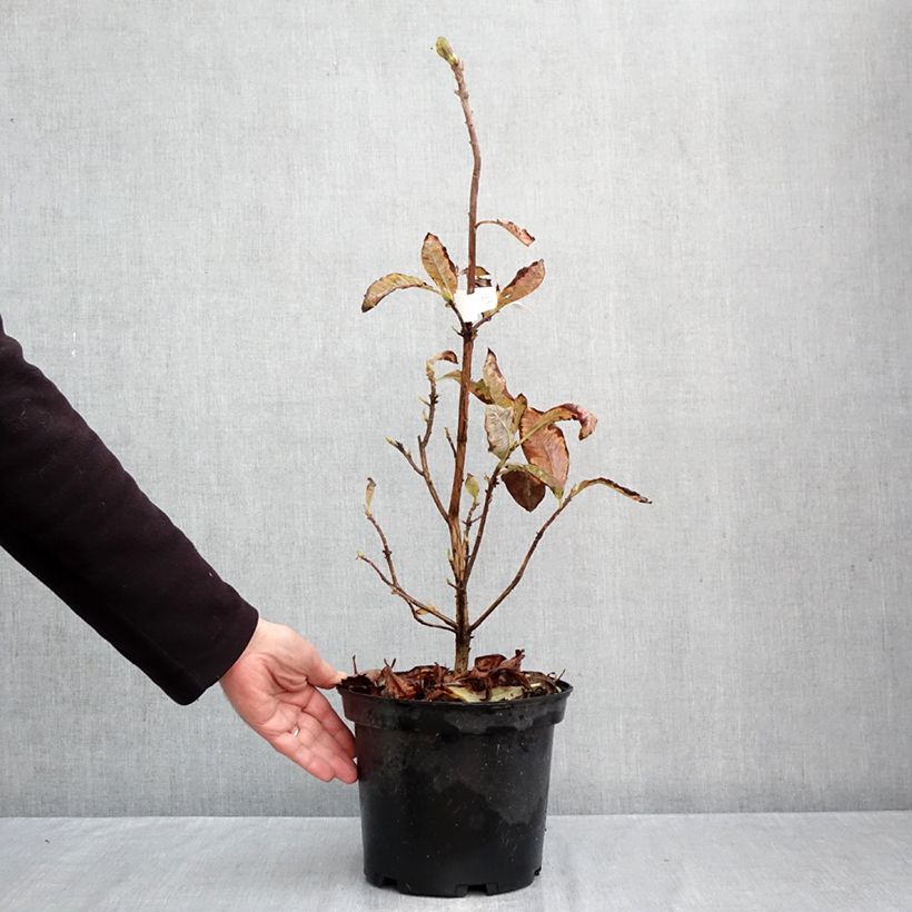 Exemplaar van Rhododendron mollis Cecile - Bladverliezende Azalea Pot van 4 l/5 l zoals geleverd in de herfst