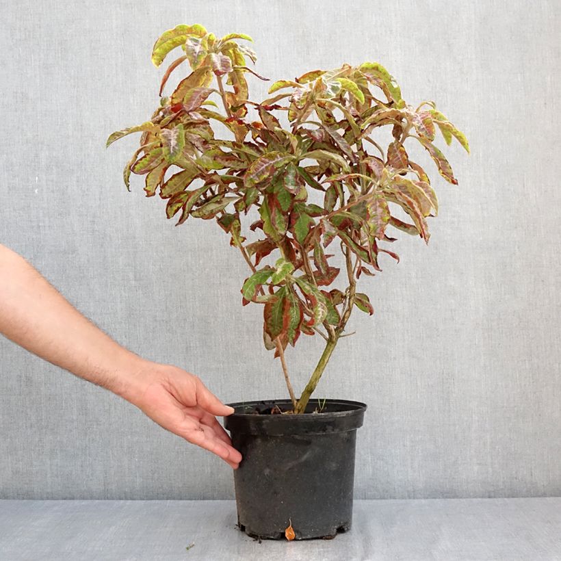 Exemplaar van Rhododendron mollis Cecile - Bladverliezende Azalea Pot van 4 l/5 l zoals geleverd in de zomer