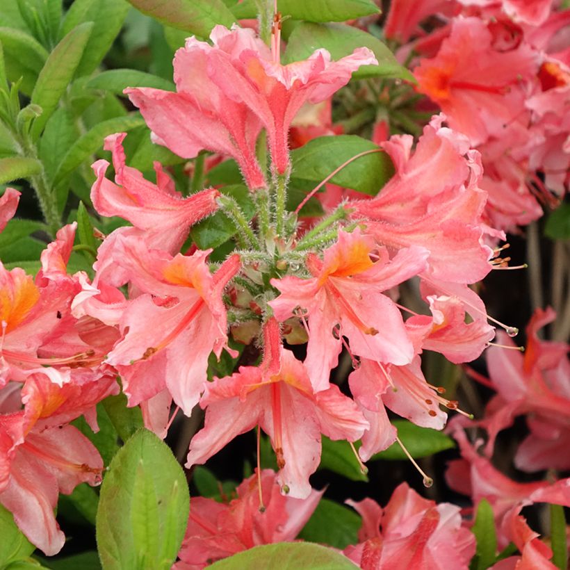 Rhododendron mollis Demoiselles de Boutiguery Aurora - Bladverliezende Azalea (Bloei)