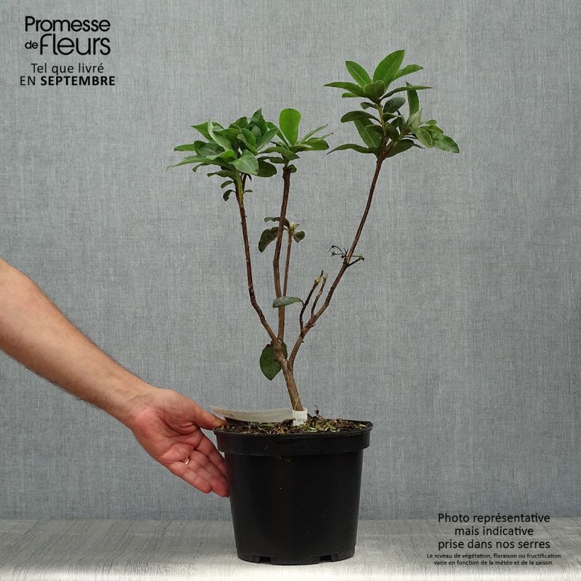 Exemplaar van Rhododendron mollis Demoiselles de Boutiguery Aurora - Bladverliezende Azalea Pot van 4 l/5 l zoals geleverd in de herfst