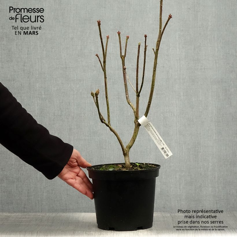 Exemplaar van Rhododendron mollis Demoiselles de Boutiguery Aurora - Bladverliezende Azalea Pot van 4 l/5 l zoals geleverd in de lente