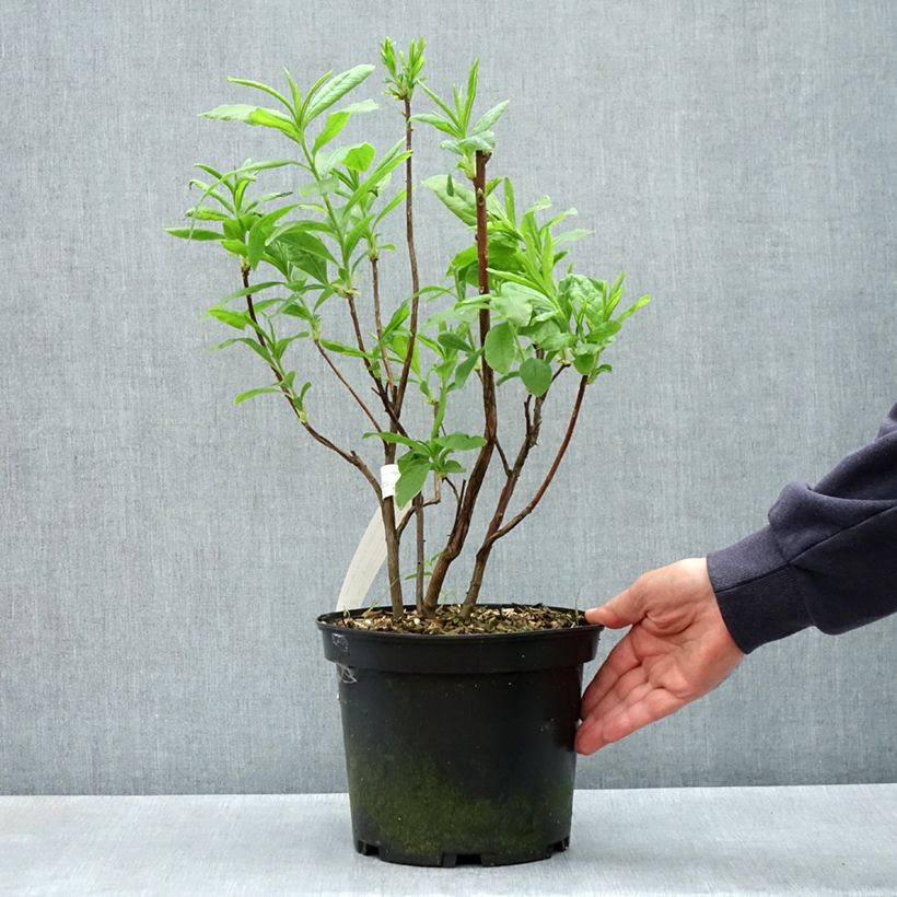 Exemplaar van Rhododendron mollis Demoiselles de Boutiguery Callista - Bladverliezende Azalea Pot van 4 l/5 l zoals geleverd in de lente