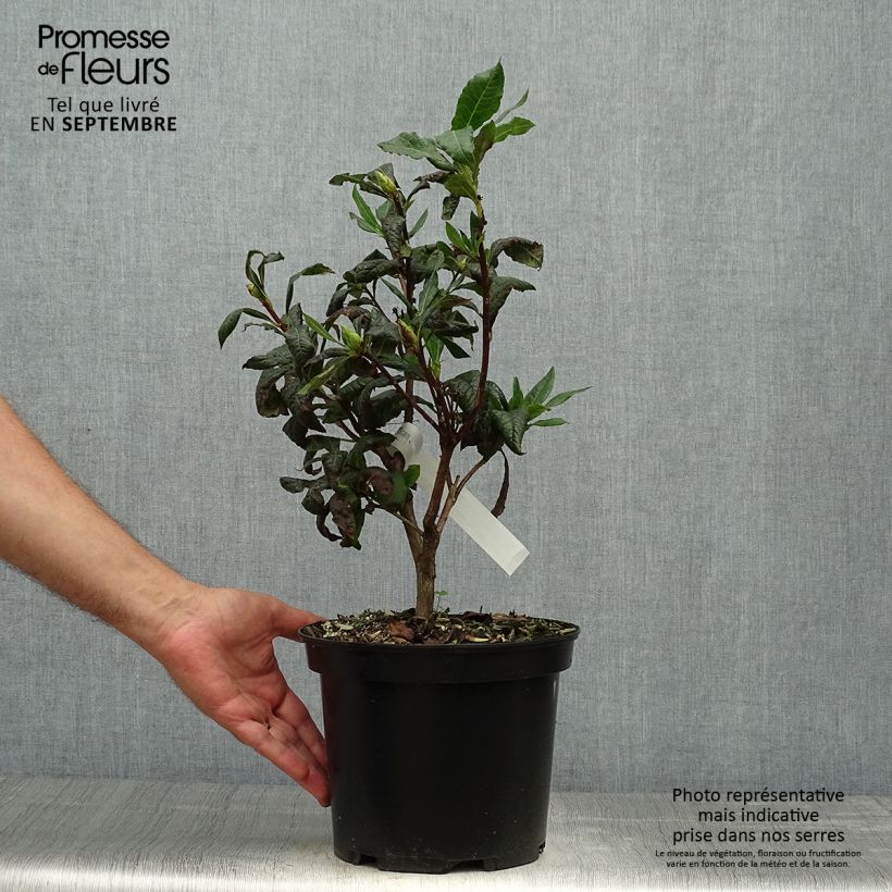 Exemplaar van Rhododendron mollis Demoiselles de Boutiguery Idylla - Bladverliezende Azalea Pot van 4 l/5 l zoals geleverd in de herfst