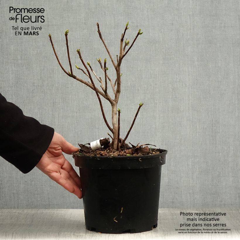 Exemplaar van Rhododendron mollis Demoiselles de Boutiguery Idylla - Bladverliezende Azalea Pot van 4 l/5 l zoals geleverd in de lente