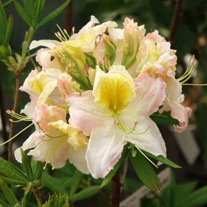 Rhododendron mollis Demoiselles de Boutiguery Kassia - Bladverliezende Azalea (Bloei)