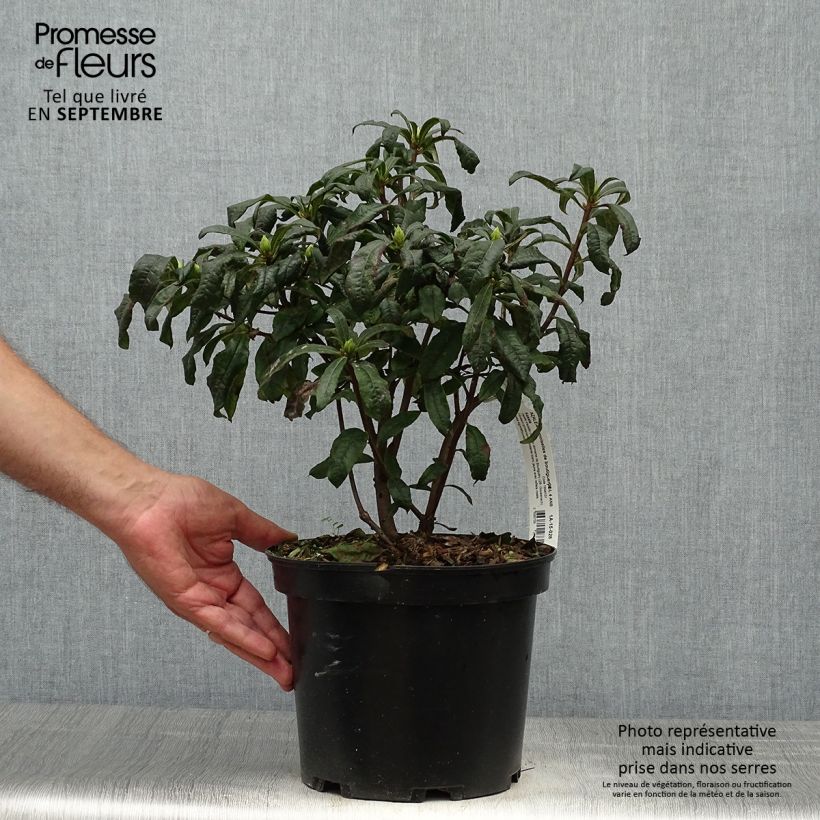 Exemplaar van Rhododendron mollis Demoiselles de Boutiguery Kassia - Bladverliezende Azalea Pot van 4 l/5 l zoals geleverd in de herfst